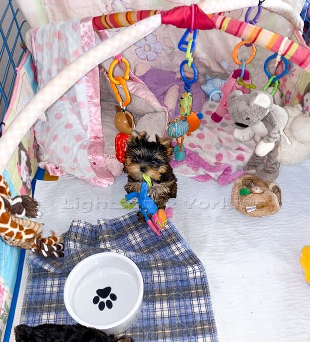 Tiny Yorkshire Terrier Puppies breeder image 15