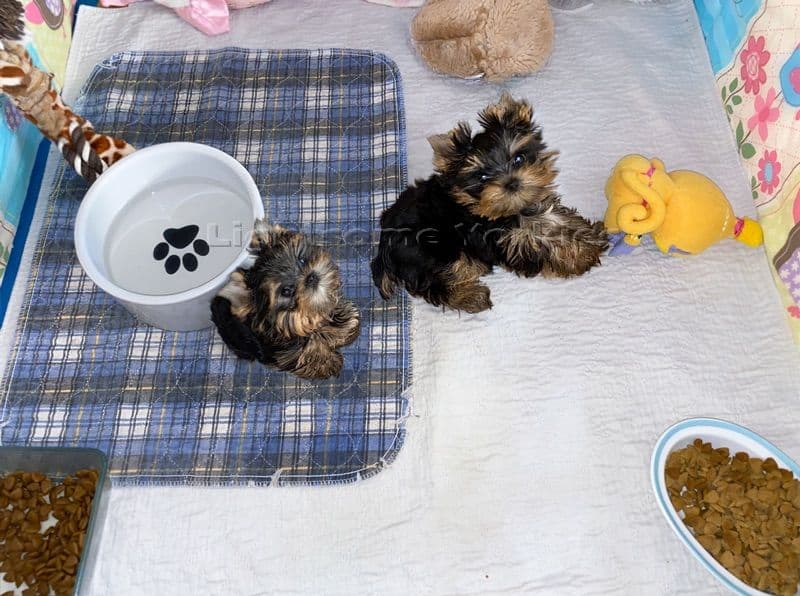Tiny Yorkshire Terrier Puppies breeder image 16