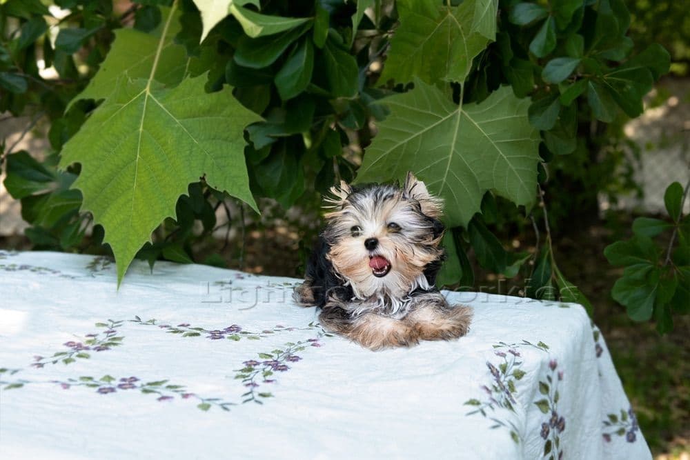 Tiny Yorkshire Terrier Puppies breeder image 18