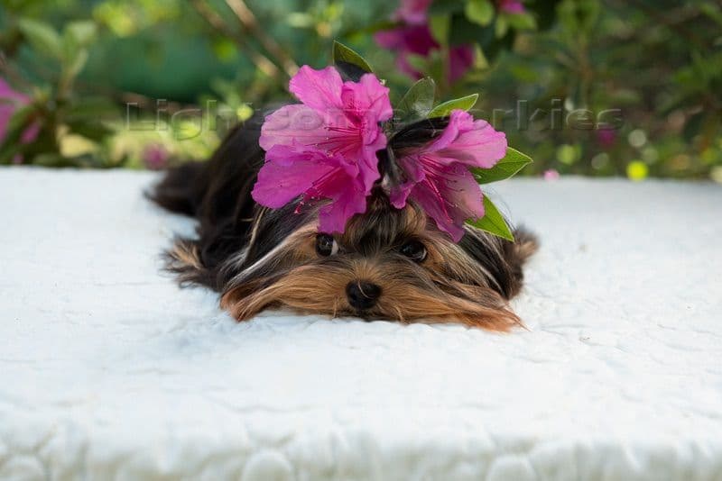 Tiny Yorkshire Terrier Puppies breeder image 19