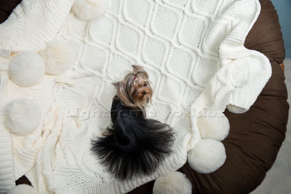 Tiny Yorkshire Terrier Puppies breeder image 20