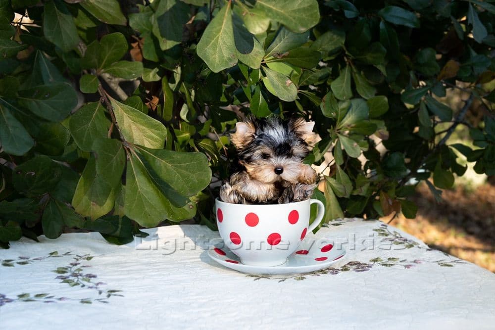Tiny Yorkshire Terrier Puppies breeder image 22