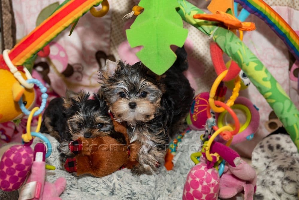 Tiny Yorkshire Terrier Puppies breeder image 24