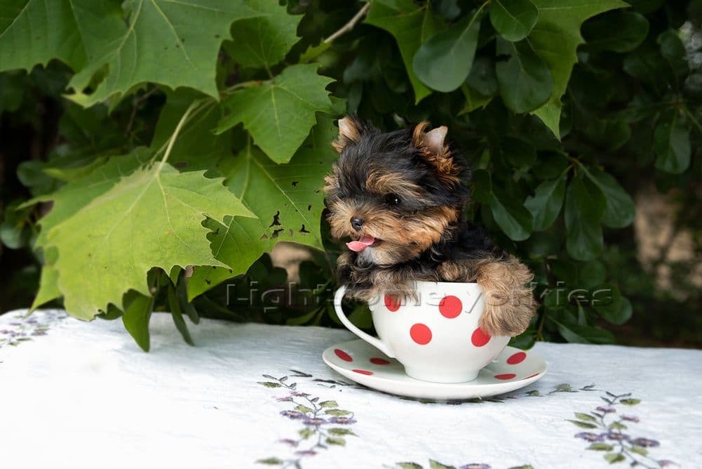 Tiny Yorkshire Terrier Puppies breeder image 25