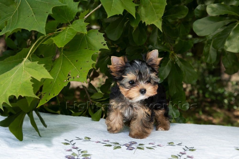 Tiny Yorkshire Terrier Puppies breeder image 26