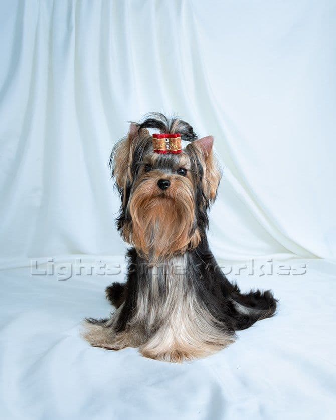 Tiny Yorkshire Terrier Puppies breeder image 27