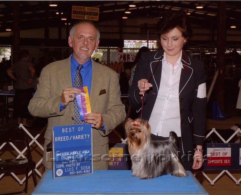 Tiny Yorkshire Terrier Puppies breeder image 28