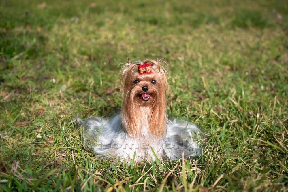 Tiny Yorkshire Terrier Puppies breeder image 29