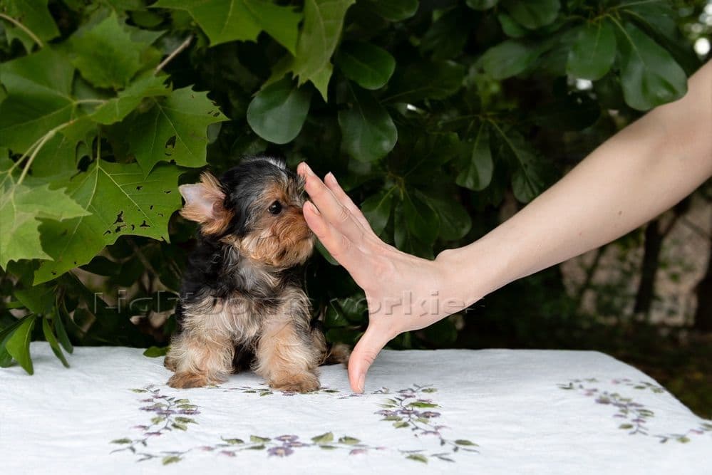 Tiny Yorkshire Terrier Puppies breeder image 30