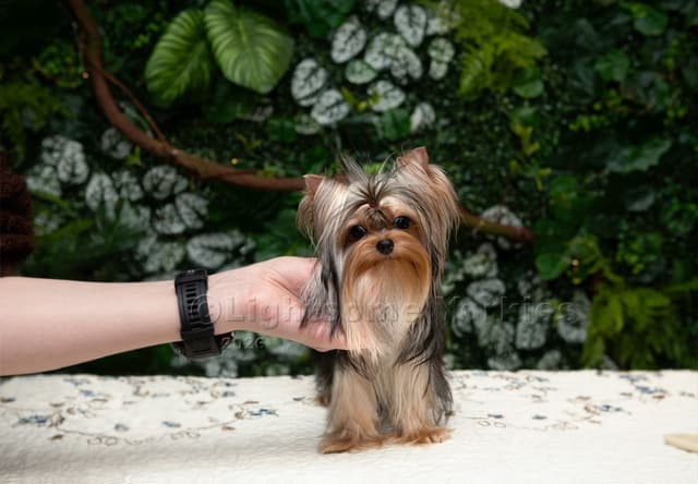 Tiny Yorkshire Terrier Puppies media 2