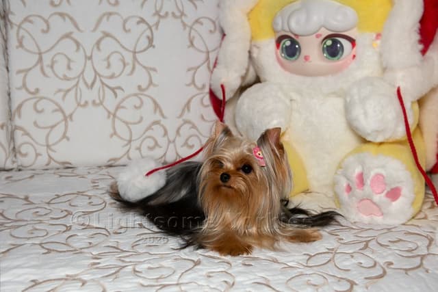 Tiny Yorkshire Terrier Puppies media 5