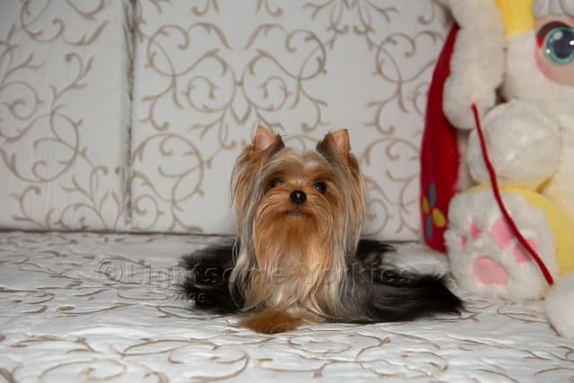 Tiny Yorkshire Terrier Puppies media 6