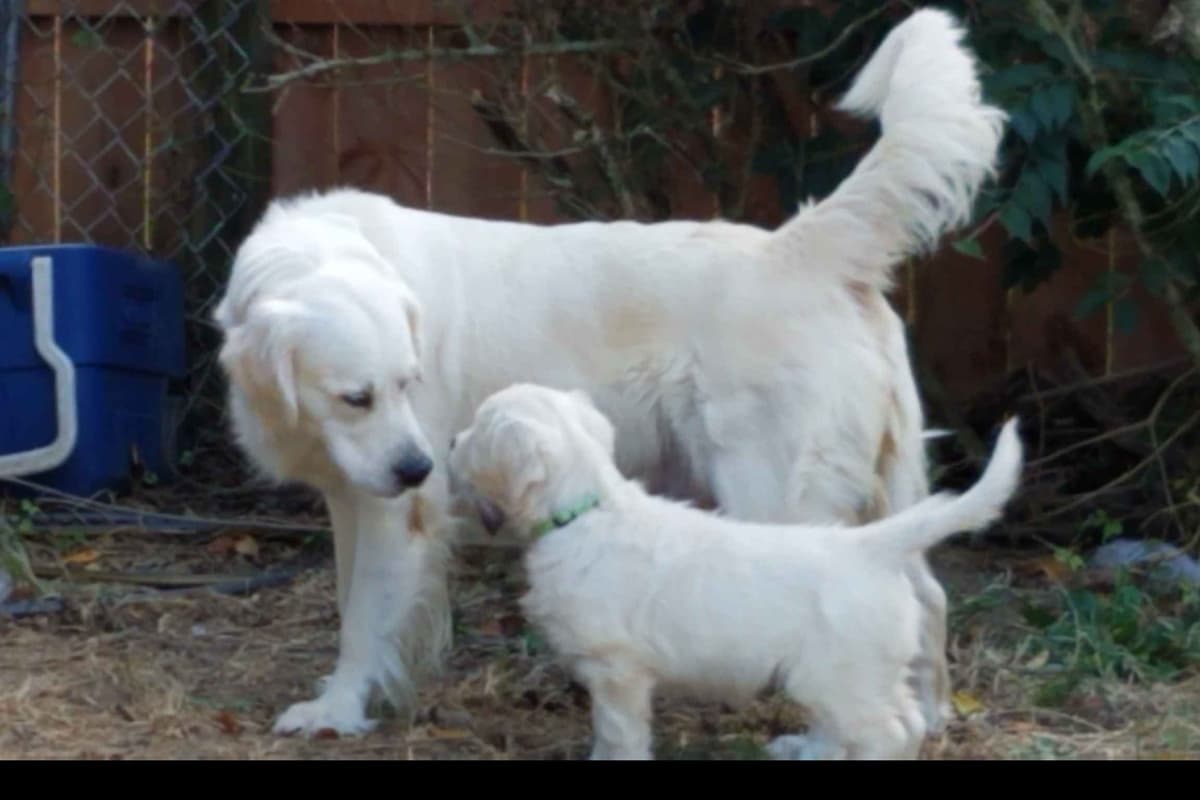 Golden Retriever Puppies breeder image 8