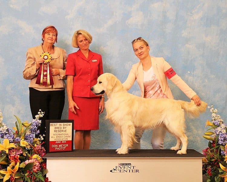 Golden Retriever Puppies breeder image 22