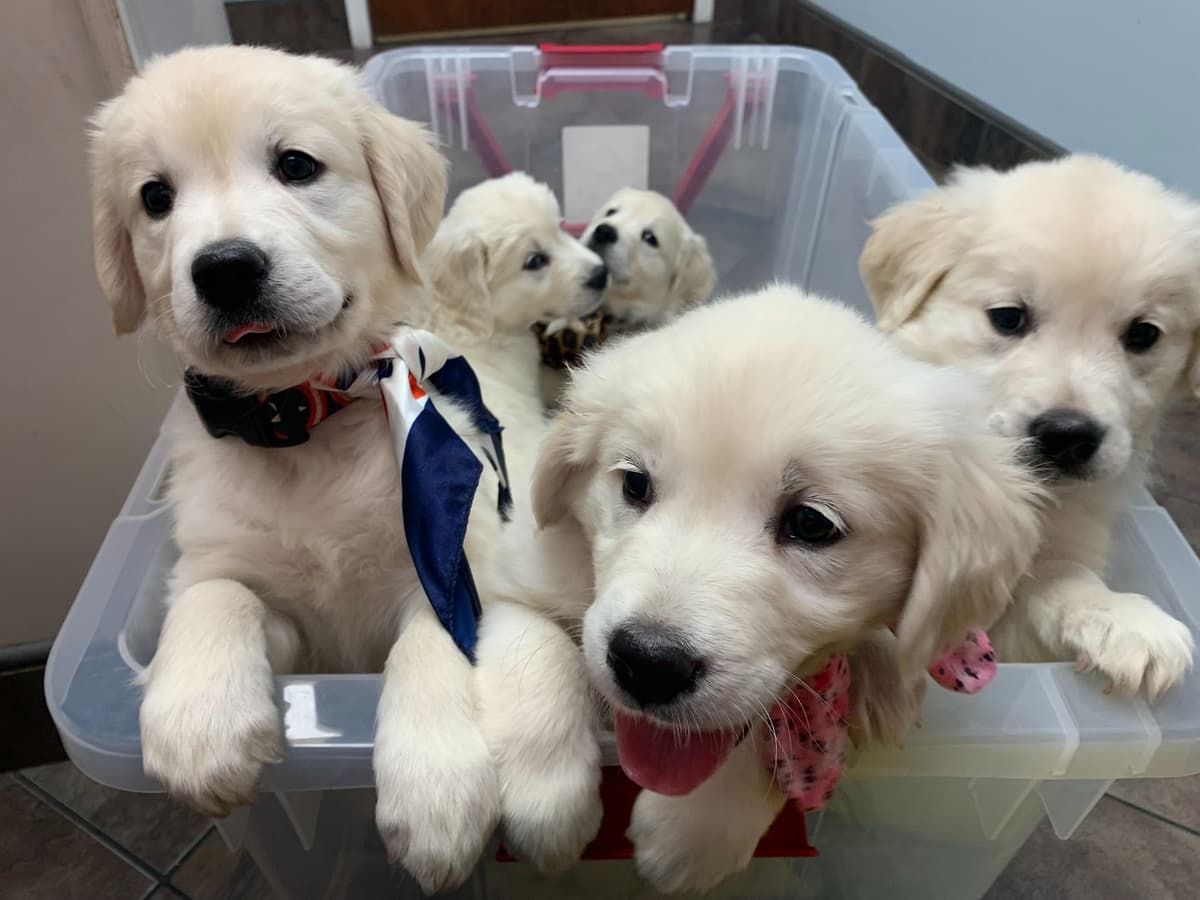 Golden Retriever Puppies breeder image 9