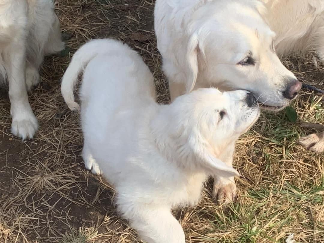 Golden Retriever Puppies breeder image 7