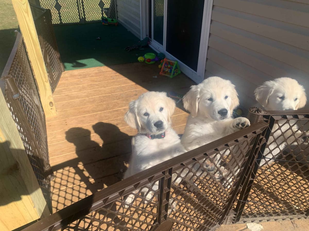 Golden Retriever Puppies breeder image 20