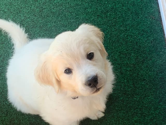 Golden Retriever Puppies media 17