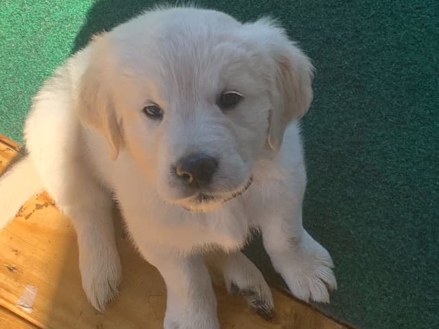 Golden Retriever Puppies media 12