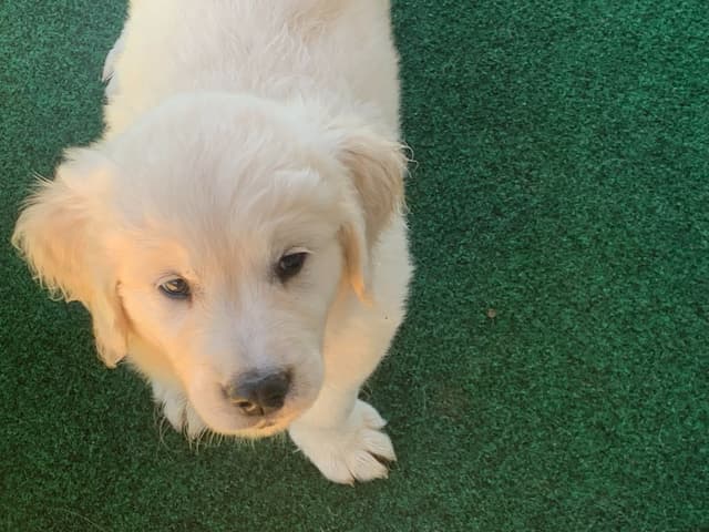 Golden Retriever Puppies media 13