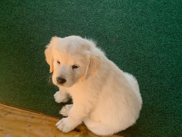 Golden Retriever Puppies media 14