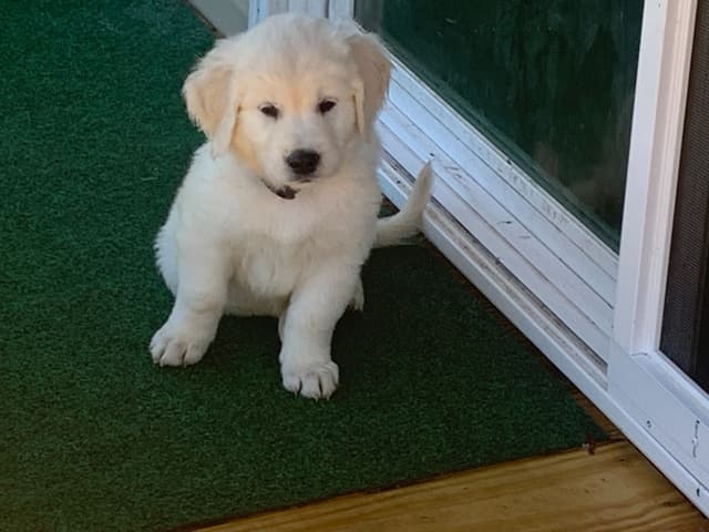 Golden Retriever Puppies media 11