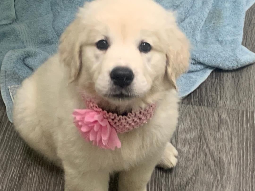 Golden Retriever Puppies breeder image 10