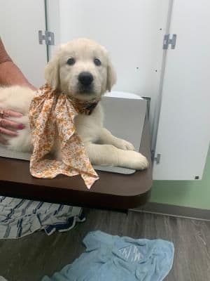 Golden Retriever Puppies breeder image 11