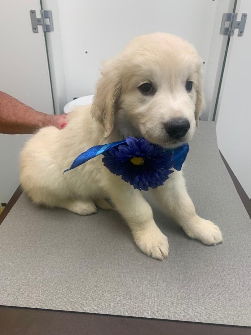 Golden Retriever Puppies breeder image 15