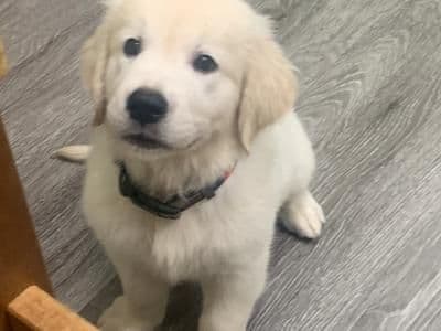 Golden Retriever Puppies breeder image 16