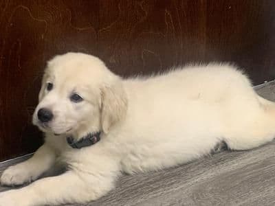Golden Retriever Puppies breeder image 19