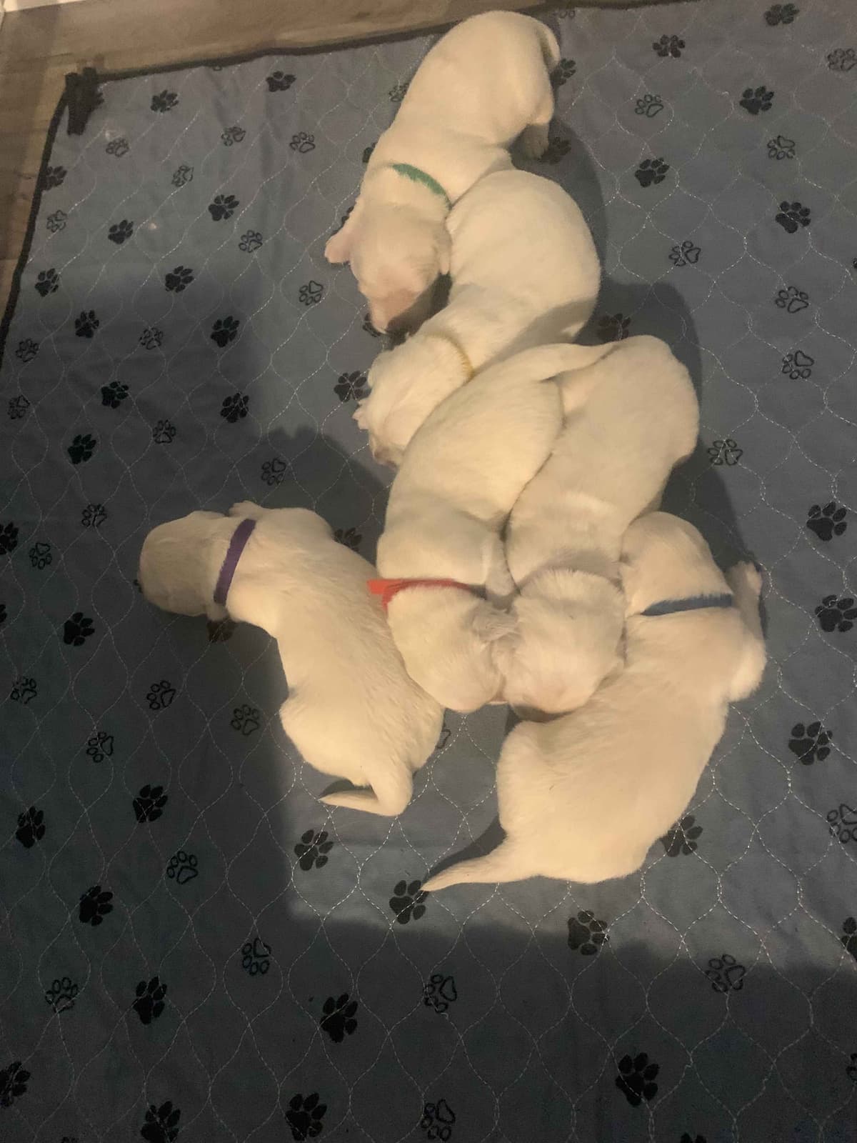 Golden Retriever Puppies breeder image 4