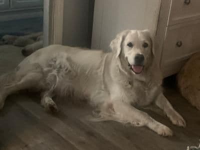 Golden Retriever Puppies breeder image 3