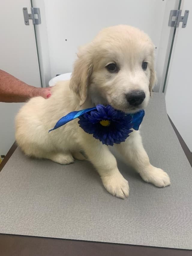 Golden Retriever Puppies media 2