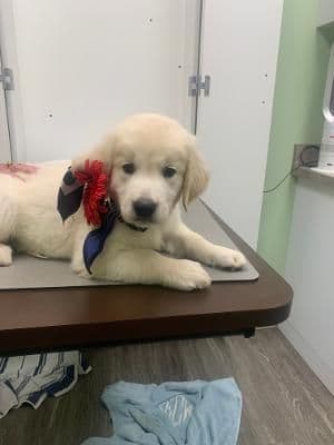 Golden Retriever Puppies media 3