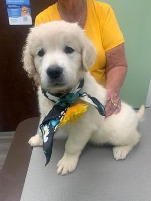 Golden Retriever Puppies media 4
