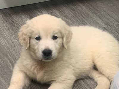 Golden Retriever Puppies media 5