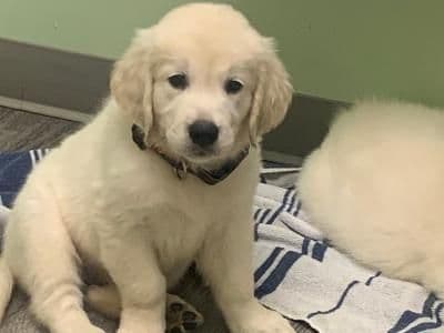 Golden Retriever Puppies media 6