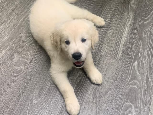 Golden Retriever Puppies media 8