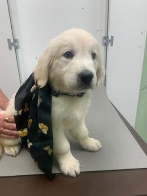 Golden Retriever Puppies media 15