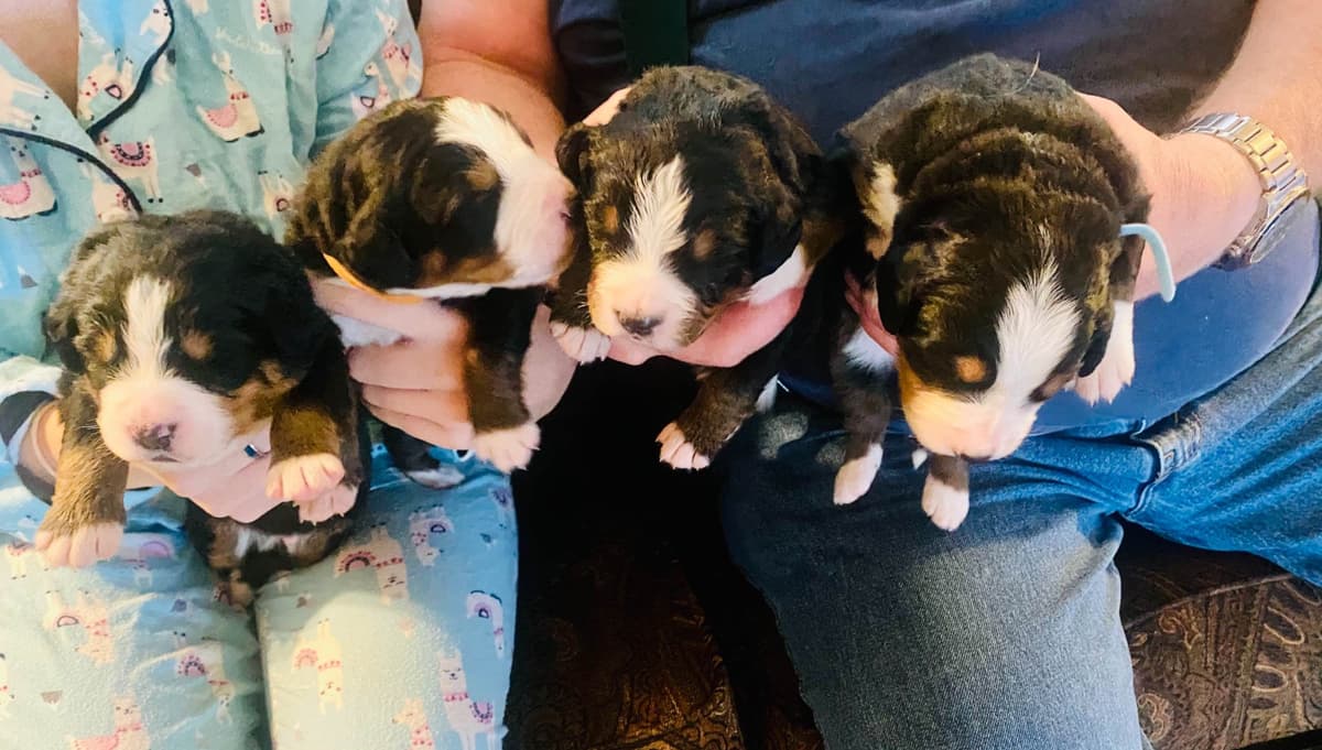 Bernese Mountain Dog Puppies breeder image 3