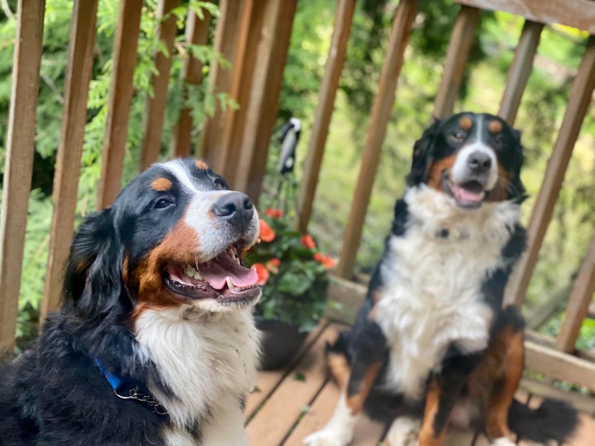 Bernese Mountain Dog Puppies breeder image 5