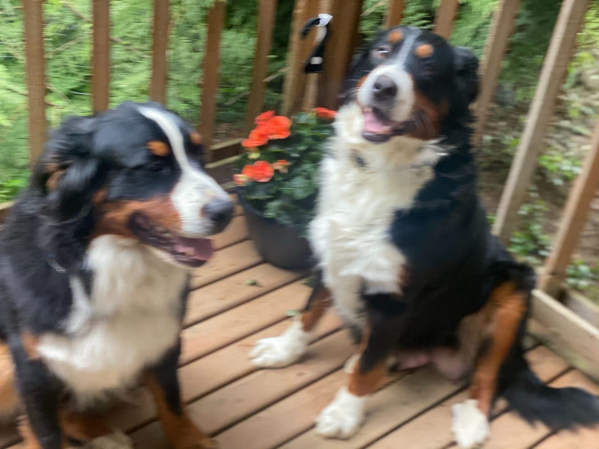 Bernese Mountain Dog Puppies breeder image 2