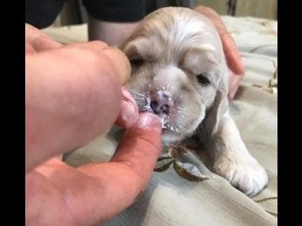Cocker Spaniel Puppies breeder image 9