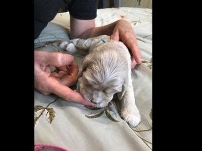 Cocker Spaniel Puppies breeder image 10