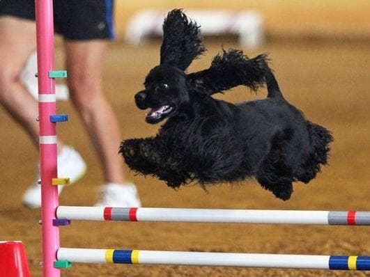 Cocker Spaniel Puppies breeder image 8