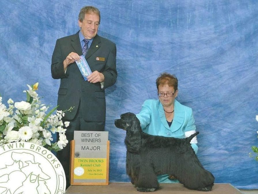 Cocker Spaniel Puppies breeder image 12