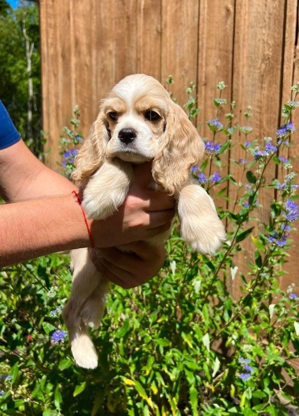 Cocker Spaniel Puppies breeder image 15