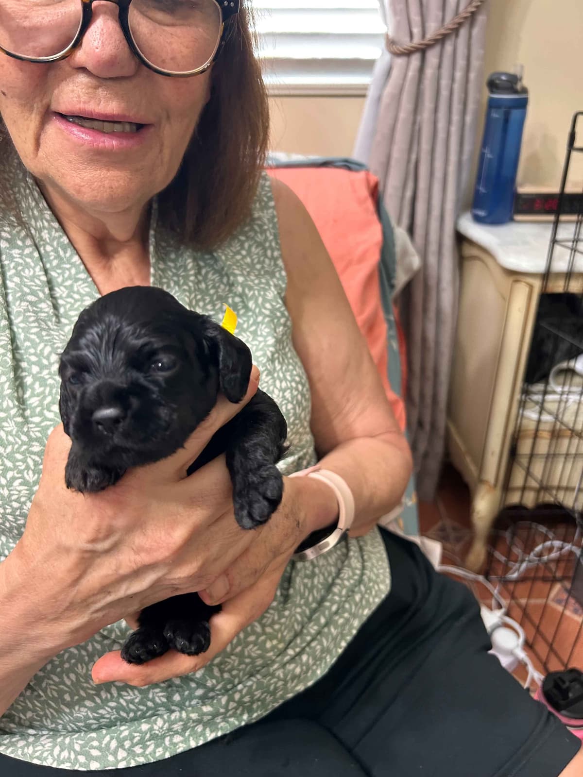 Cocker Spaniel Puppies breeder image 4
