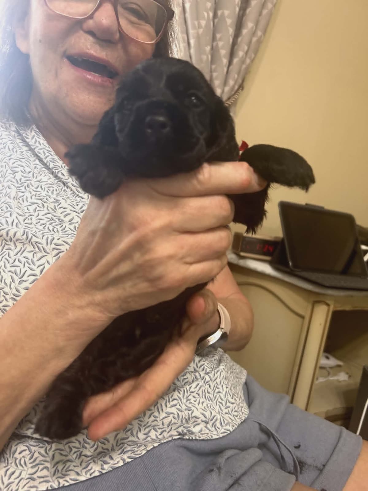 Cocker Spaniel Puppies breeder image 3